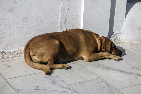 希腊桑托里尼街上睡觉的狗Santorini图片