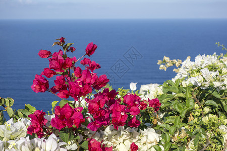 希腊圣托里尼奥亚美丽的花朵图片