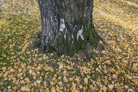 秋叶和大树图片