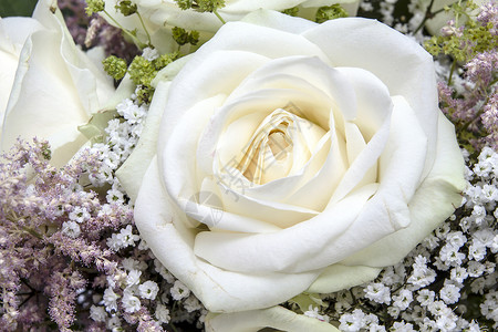 美丽的白玫瑰背景图片
