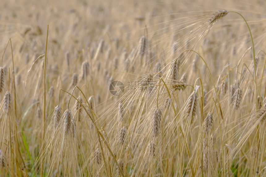 barley字段背景图片
