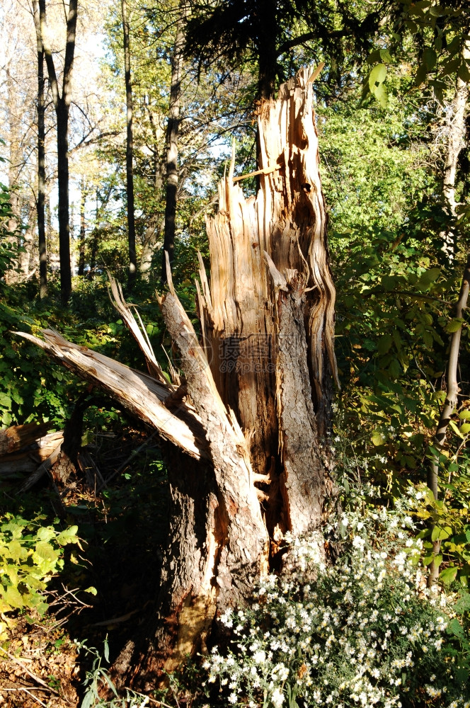 一座古老的大树在暴风雨中破碎站在公园里图片