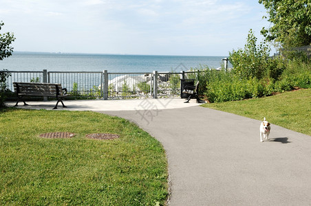 一个很小的公园在安大略湖上有两个长凳一只狗跑向摄影师在美丽的阳光下图片