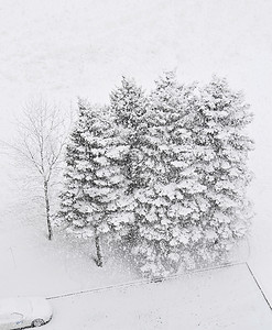 五棵松树在大雪中下沉从上面拍摄的照片背景图片