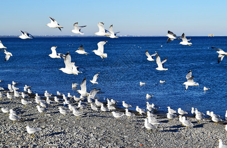 在加拿大汉密尔顿的安略湖美丽蓝水上坐着和飞行的一群海鸥图片