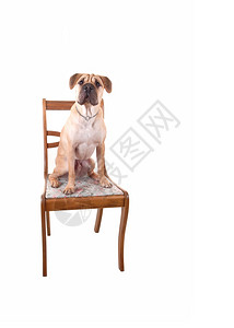 一只美丽的夏普伊小狗坐在一张旧椅子上看着白色背景的相机图片