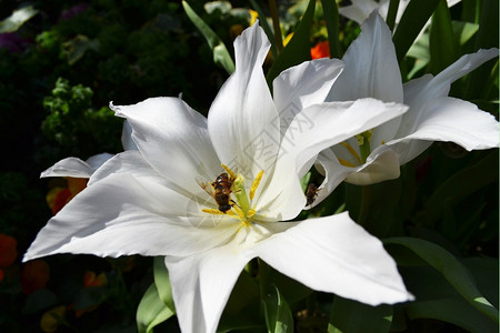 美丽的白花中间有一只蜜蜂蓝绿色背景的蜜蜂图片