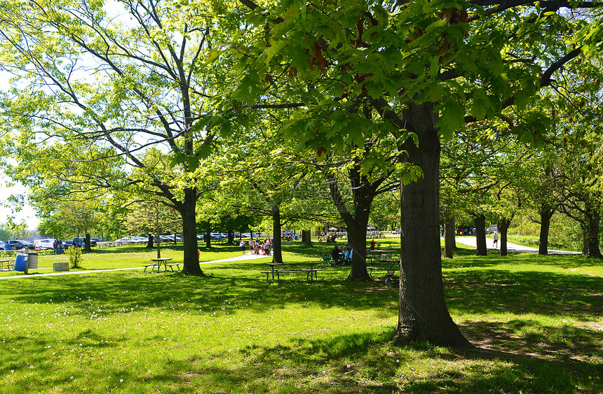 大树下公园里阳光明媚的一天图片