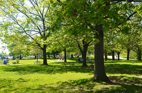 大树下公园里阳光明媚的一天背景图片