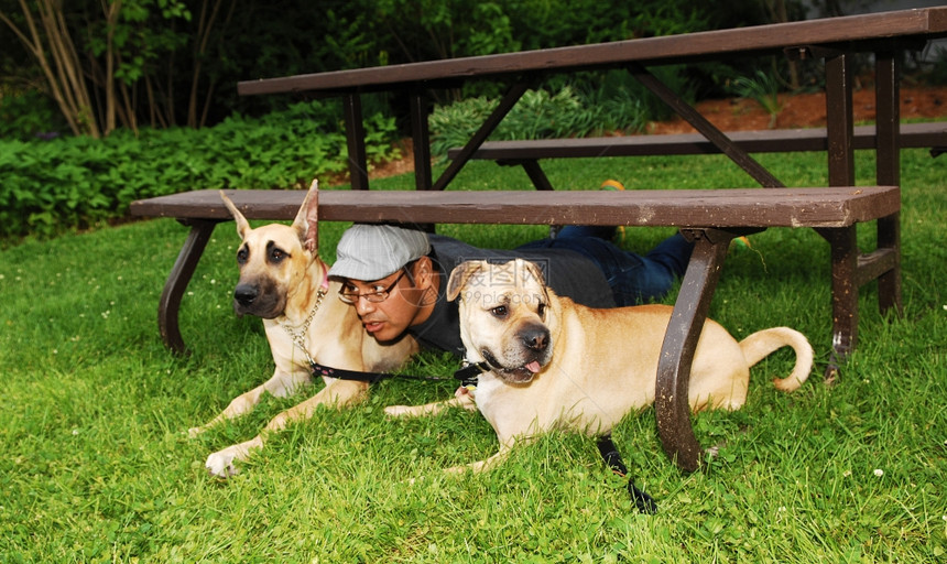 一个男人在公园里玩两只狗躺在野餐桌下图片