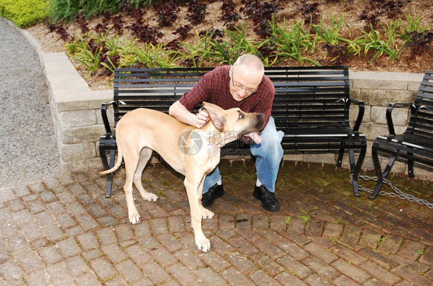 一个年长的公民和他狗坐在一张长凳上个伟大的丹麦人在公园里图片