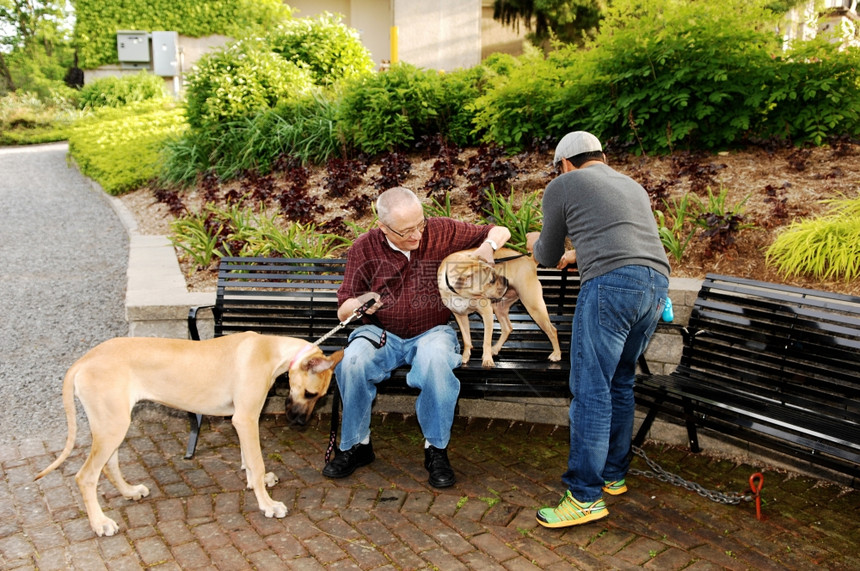 两只狗坐在公园长椅上一只狗是沙贝另一只大丹图片