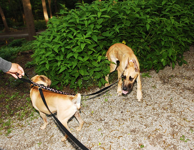 一只锋利的狗和一只伟大的戴恩狗在公园里玩着领带图片