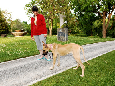 一个女人在公园里走着她的狗一个伟大丹麦人图片