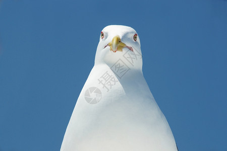 一只大海鸥的白头黄嘴罩在蓝色背景上图片