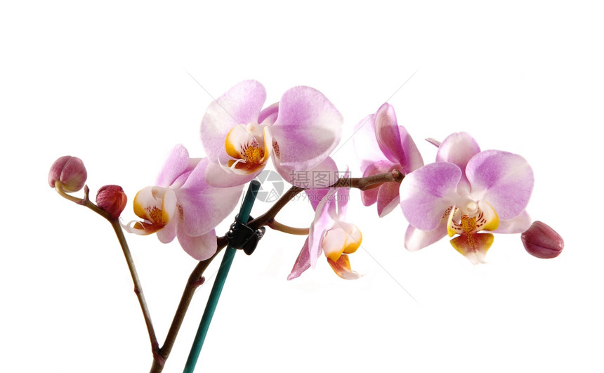 美丽粉红色兰花的一干朵开白本孤立无援图片