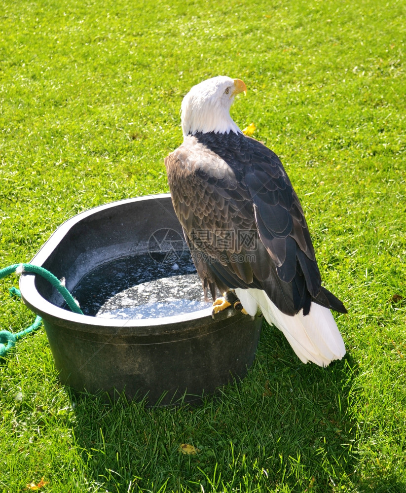 坐在绿草坪上的水壶一只美丽的秃鹰图片