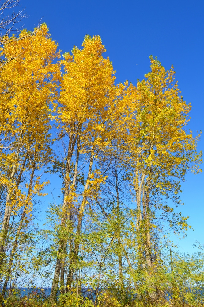 落在安大略湖的蓝天空下有些树上亮黄色的叶子图片