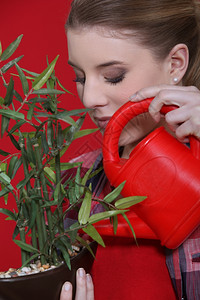 妇女给家用植物浇水图片