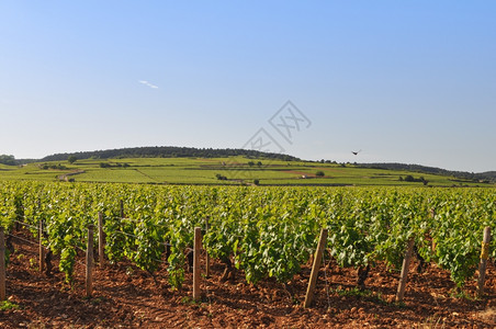 法国勃根迪布尔戈格涅葡萄种植用于酿制酒图片