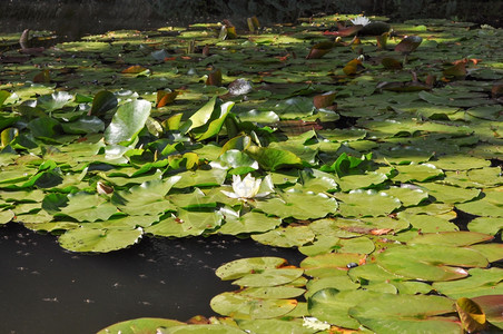 百合花在一边LilyNymphaeceae鲜花漂浮在一个水池中背景