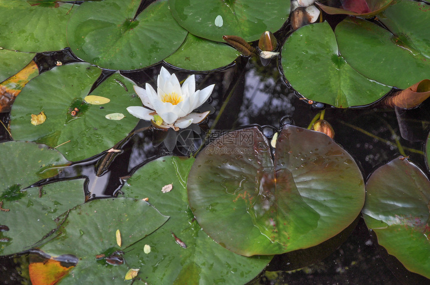 LilyNymphaeceae鲜花漂浮在一个水池中图片