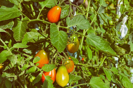 红意大利番茄蔬菜健康素食品背景图片