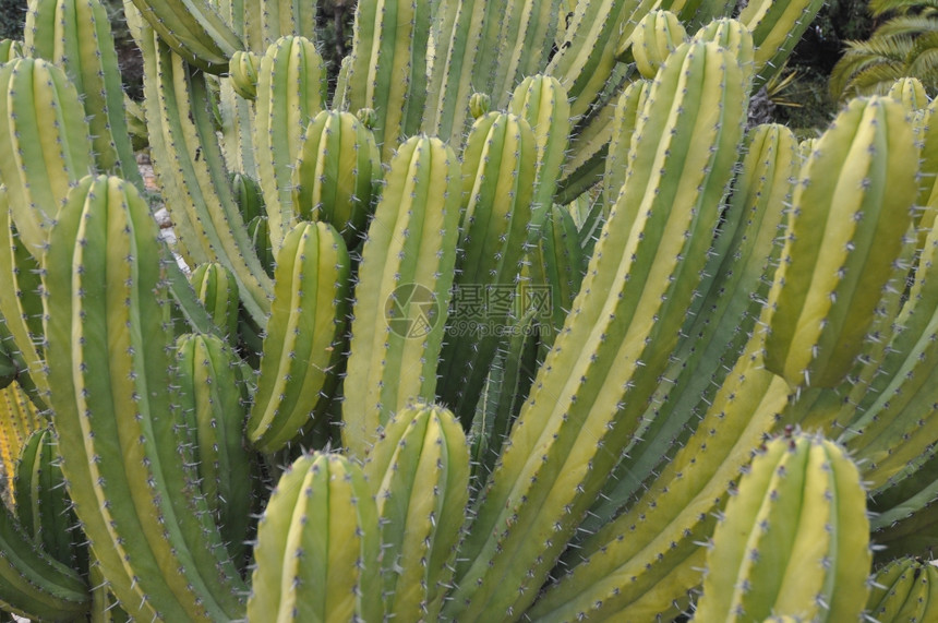 仙人掌属植物仙人掌科多刺多汁植物图片