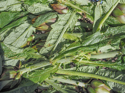 Artikoke蔬菜Artikoke蔬菜素食品作为背景背景图片