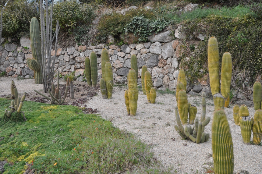 仙人掌属植物仙人掌科多刺多汁植物图片