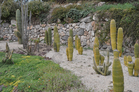 仙人掌属植物仙人掌科多刺多汁植物图片