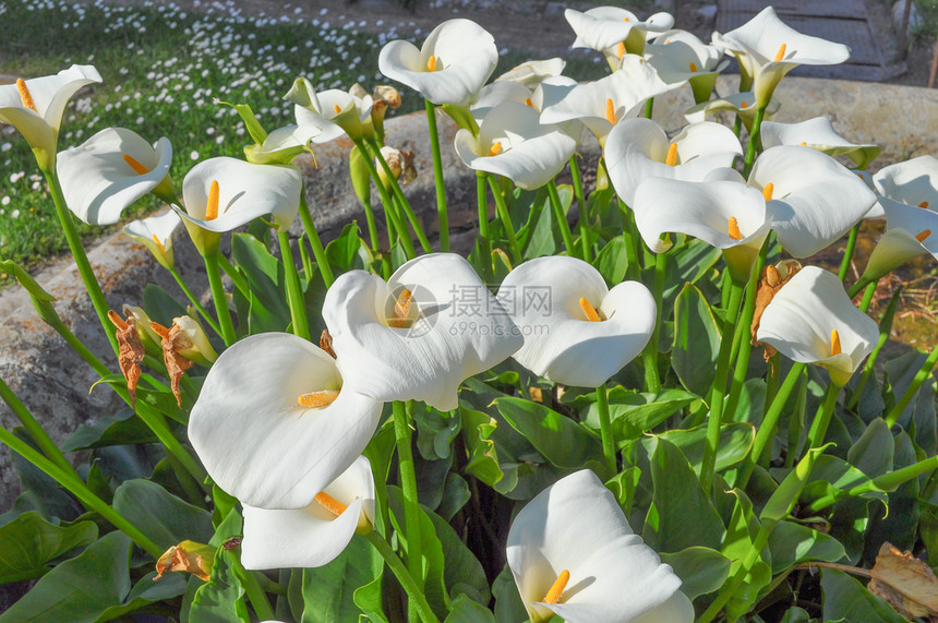 马蹄莲花野生马蹄莲花又名沼泽海芋沼泽马蹄莲或水海芋花图片