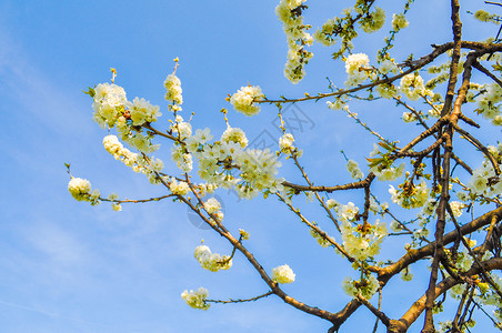 桃树花蓝天上的朵图片