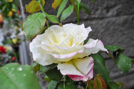 玫瑰花白常年朵灌木背景图片