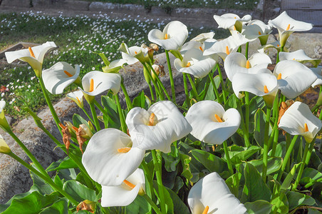 马蹄莲花野生马蹄莲花又名沼泽海芋沼泽马蹄莲或水海芋花背景图片