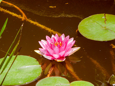 复古的睡莲花看起来很古董的睡莲科睡莲花漂浮在池塘里图片