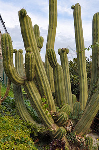 仙人掌属植物仙人掌科多刺多汁植物图片