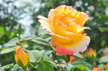 玫瑰花黄常年朵灌木背景图片