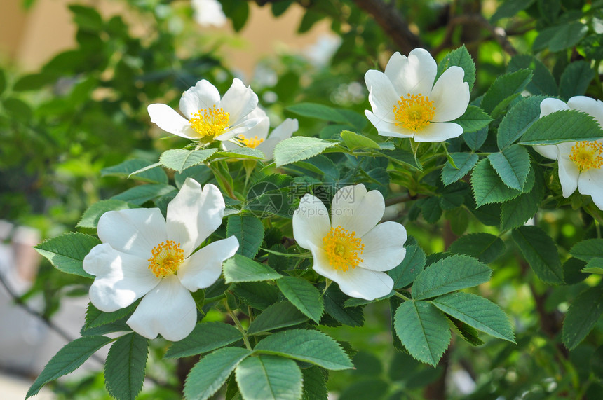 野玫瑰白色野生玫瑰花又名针状蔷薇或多刺野生玫瑰或多刺玫瑰或刚毛玫瑰或北极玫瑰或犬蔷薇花图片