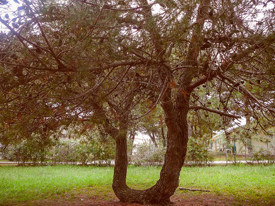 意大利瓦尔贝登的双松树图片