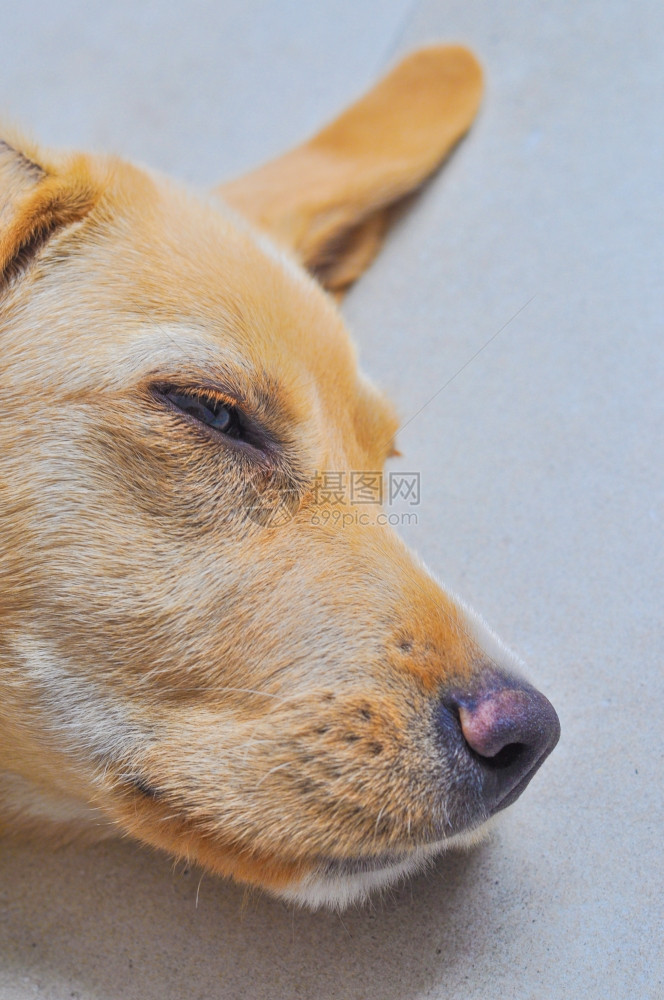 Mammaliaaka类哺乳动物家养的拉布多犬akaCanislupus熟动物图片