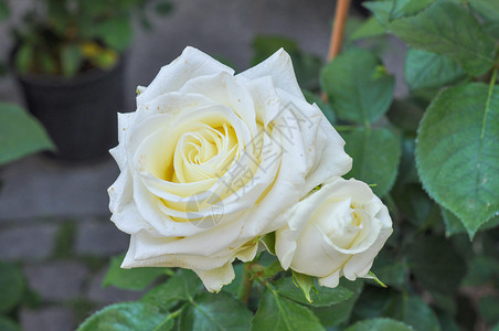 黄玫瑰花常年灌木花背景图片