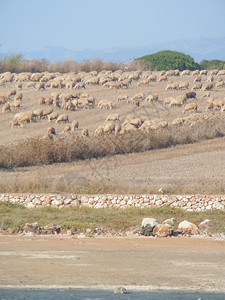 撒丁岛的羊意大利撒丁岛MariErmi的羊背景图片