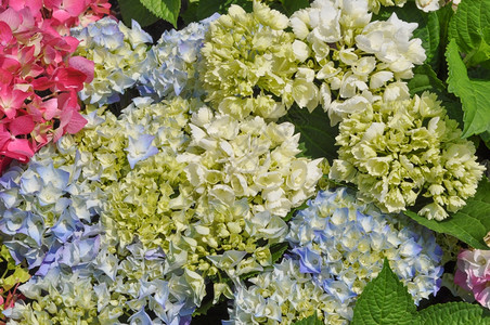 荷兰花白色蓝色和粉色绣球花又名荷花图片