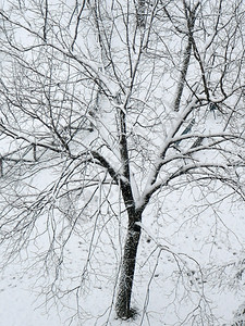 冬季积雪的树木图片