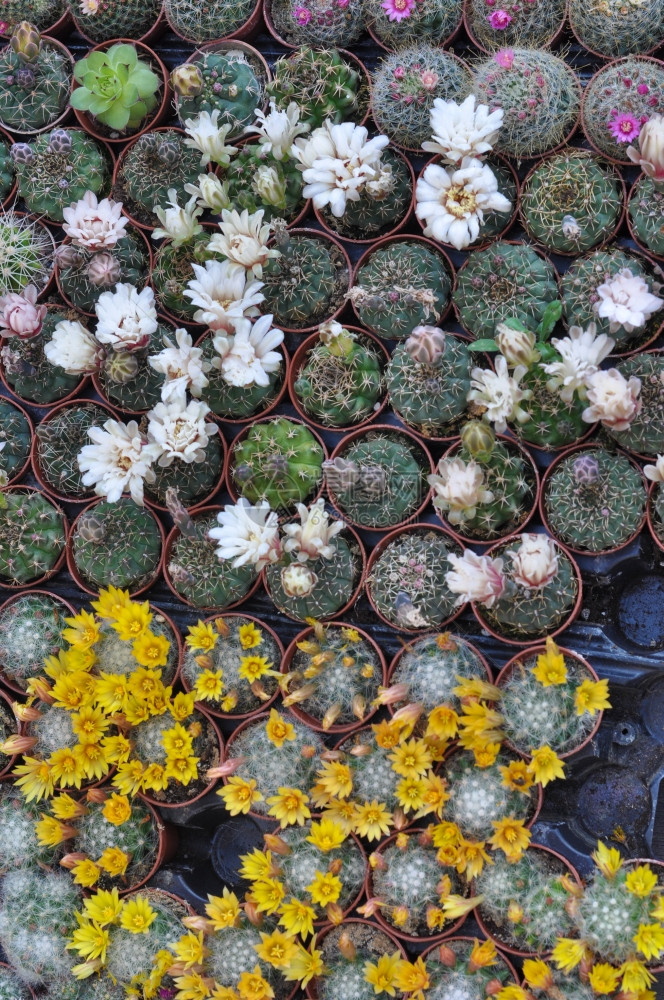 仙人掌属植物仙人掌科多刺多汁植物图片