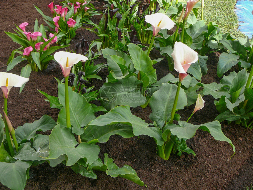 白色马蹄莲花白色野生马蹄莲马蹄莲又名沼泽海芋沼泽马蹄莲或水海芋花图片