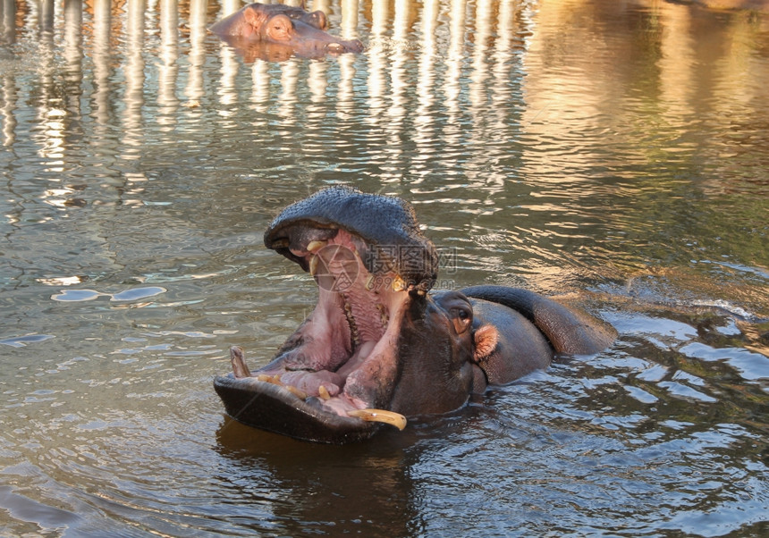 河马哺乳动物河HippopotomusamphibiusakaHippopo动物在水池中的哺乳动物图片