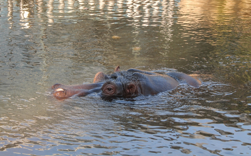 河马哺乳动物河HippopotomusamphibiusakaHippopo动物在水池中的哺乳动物图片