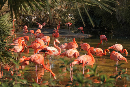 朱鹮鸟朱鹮又名红尾朱鹮是池塘里的鸟类背景图片